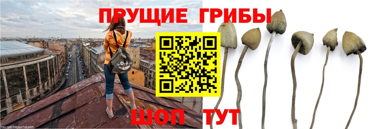 Галлюциногенные грибы Psilocybine cubensis  Вход с VPN  Вичуга  дарнет шоп  Псилоцибиновые грибы мицелий 